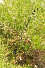 Red legged golden orb weaver spider female - Nephila inaurata madagascariensis, resting on her nest, sun over blurred bushes in background