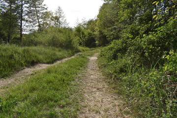 Fototapeta premium path in the forest