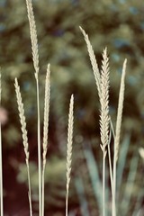 close up of wheat ears nature 