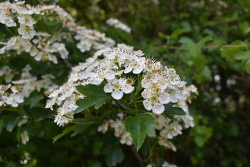 white flowers on a tree