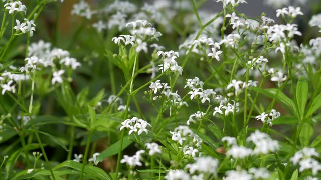 Sweet woodruff (Galium odoratum)