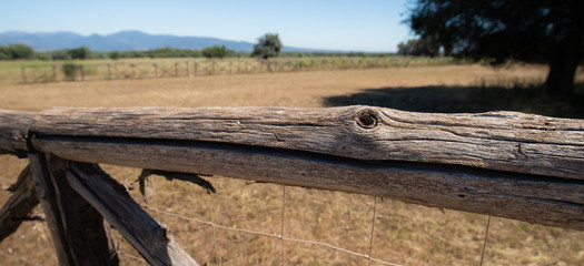 dry wood trunk used to create a fence