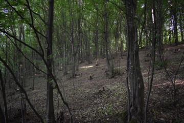trees in the woods
