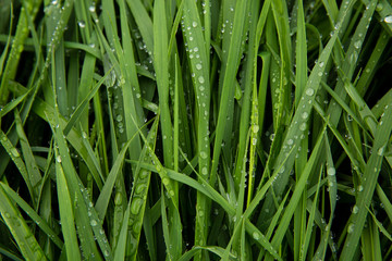 Fototapeta na wymiar drops of water on the green grass