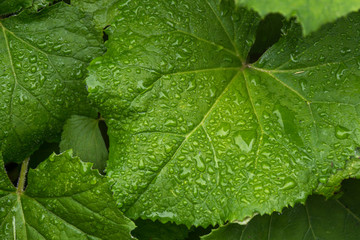 zielony liść w kroplach deszczu