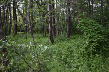 Fototapeta premium forest in spring