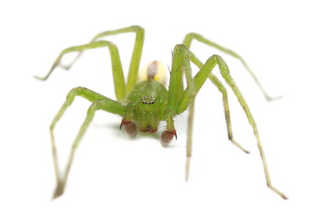 Green huntsman spider isolated on white background, Micrommata virescens