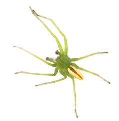 Green huntsman spider isolated on white background, Micrommata virescens