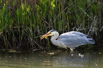 fishing heron
