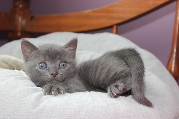 ADORABLE GRAY SHORT HAIRED KITTEN