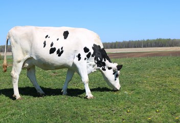 Isolated Holstein cow eating grass in the meadow on a sunny spring day