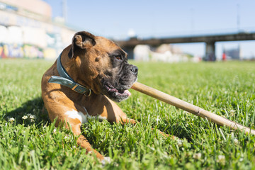 Boxer dog lying on the grass playing with a wooden stick