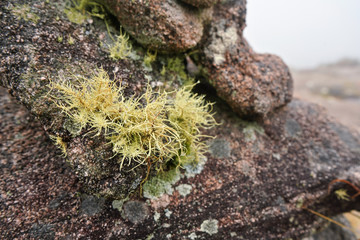 Local flora - small moss and lichen, most of it endemic to Madagascar growing over rocks in Andringitra National Park as seen during trek to peak Boby