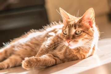 Sunny portrait of cute red ginger cat lying on the floor on a light laminate, lazy day. Shorthaired redhead pussy