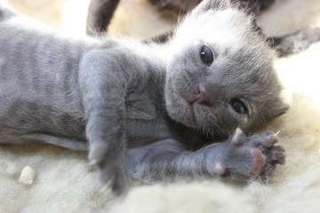 ADORABLE GRAY SHORT HAIRED KITTEN