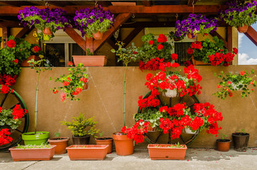 Fototapeta na wymiar Muscat flowers on the terrace wall 