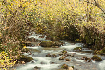 Landscape of a river stream in an autumn forest with yellow leaves