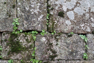 Plantas creciendo entre grietas de piedras