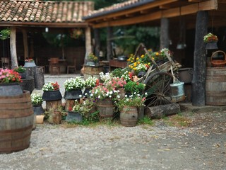 flowers in old barels