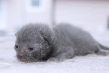 ADORABLE GRAY SHORT HAIRED KITTEN