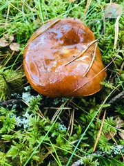 mushroom in the grass