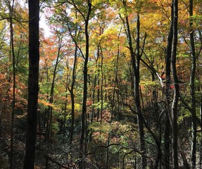 autumn forest in the morning