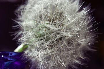 Dandelion seeds in drops of water close-up. Macro photo, background, texture, selected focus on drops. 