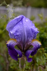 raindrops on a purple iris flower