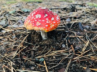 fly agaric mushroom