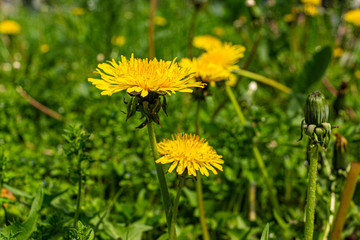 Yellow dandelion flower with green grass