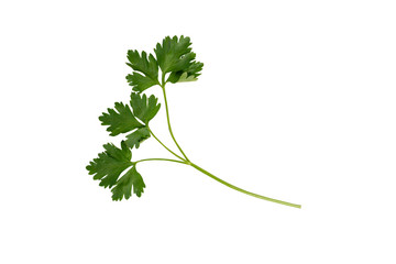 sprig of parsley on a white background, isolate