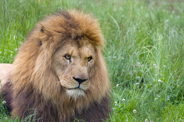 Obraz na płótnie Canvas Eyes of a lion