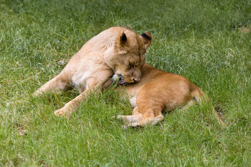 Licking African lioness in grass