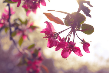 Close up delicate red flowers of Chaenomeles japonica shrub, commonly known as Japanese quince or Maule's quince in a sunny spring garden, beautiful Japanese blossoms floral background, sakura