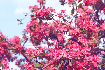 Close up delicate red flowers of Chaenomeles japonica shrub, commonly known as Japanese quince or Maule's quince in a sunny spring garden, beautiful Japanese blossoms floral background, sakura