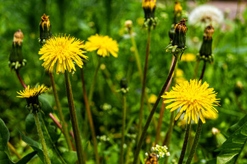 Yellow dandelion flower with green grass