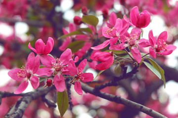 Close up delicate red flowers of Chaenomeles japonica shrub, commonly known as Japanese quince or Maule's quince in a sunny spring garden, beautiful Japanese blossoms floral background, sakura