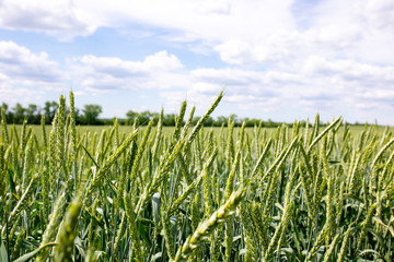 Wheat growing in outback Western Australia. Full head of wheat against blue sky in a field of...
