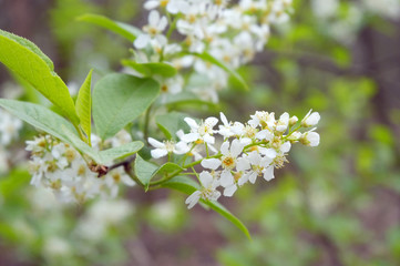 Jasmine with drops of water on green leaves after the rain. Chubushnik, (lat. Philadelphus)