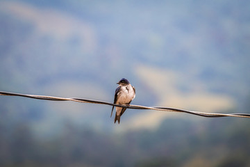 Scene in blue tones in which a bird lands on a wire in the middle of nature on a day with clouds.