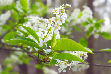 Jasmine with drops of water on green leaves after the rain. Chubushnik, (lat. Philadelphus)