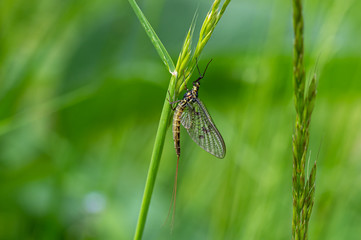 Adult mayfly, ephemera danica, resting on a blade of grass