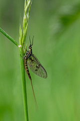 Adult mayfly, ephemera danica, resting on a blade of grass