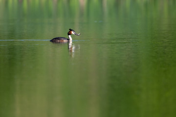 Great crested grebe (Podiceps cristatus)