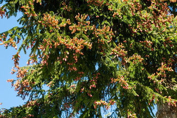 twigs of a spruce tree in springtime