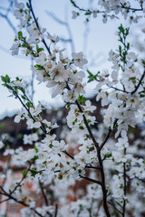 In the spring, an old village has a rest from tourists. Flowering trees rustle gently in silence and a mountain river gurgles on stones.     