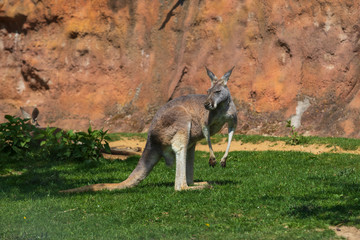 Kangaroo - Macropodidae on green grass in front of a brown wall. © Roman Bjuty