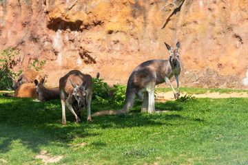 Kangaroo - Macropodidae on green grass in front of a brown wall. © Roman Bjuty