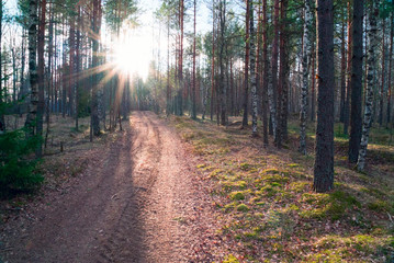 Road in the forest in early spring. Vsevolozhsk. Leningrad region.