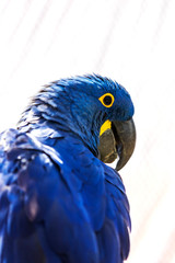 Hyacinth Macaw - Anodorhynchus hyacinthinus - beautiful large blue parrot with